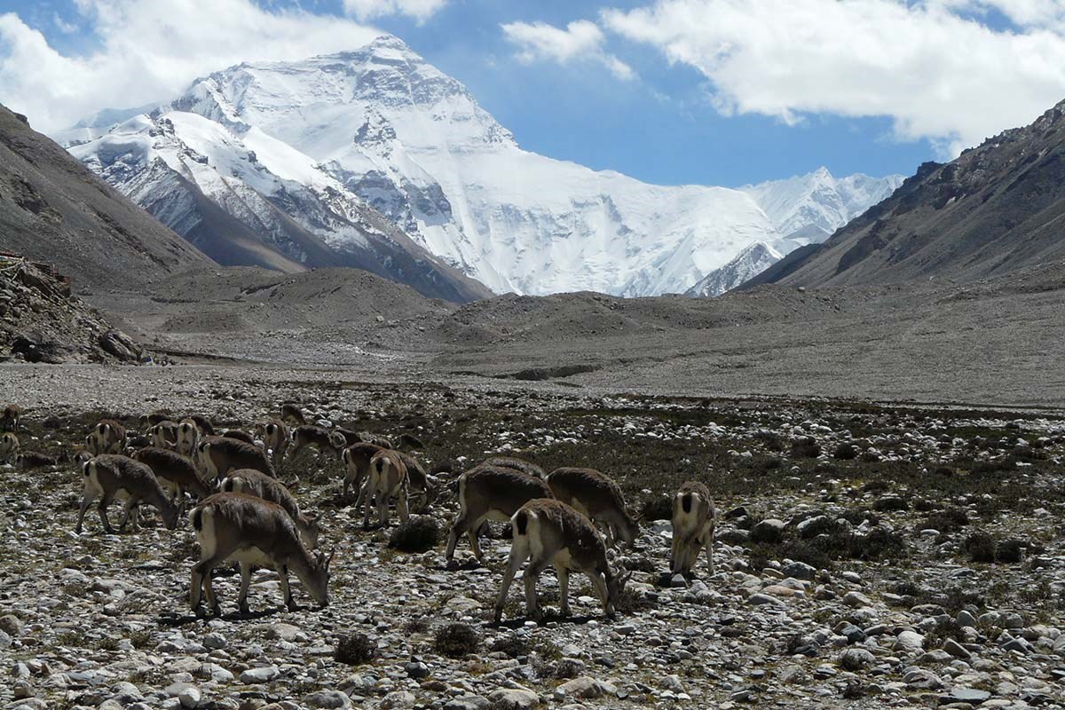 Qomolangma Nationales Naturschutzgebiet