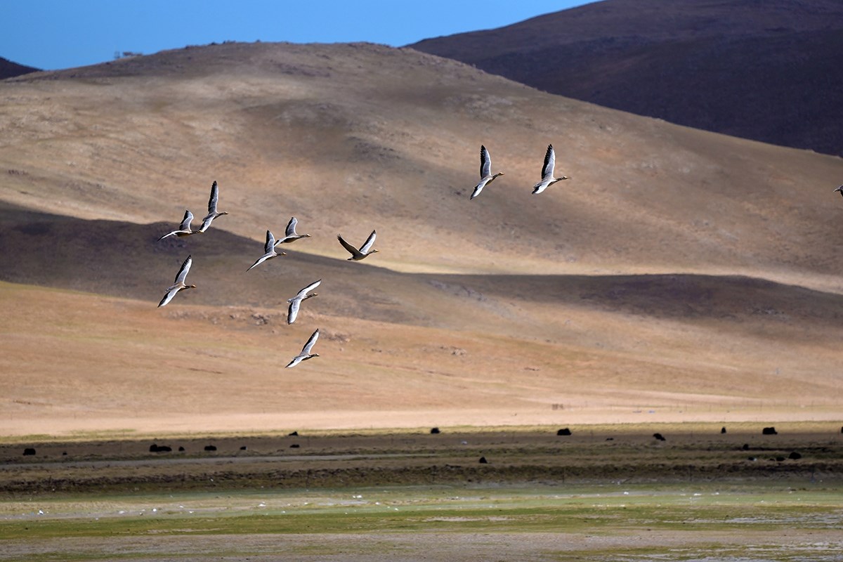Qiangtang Nationales Naturschutzgebiet