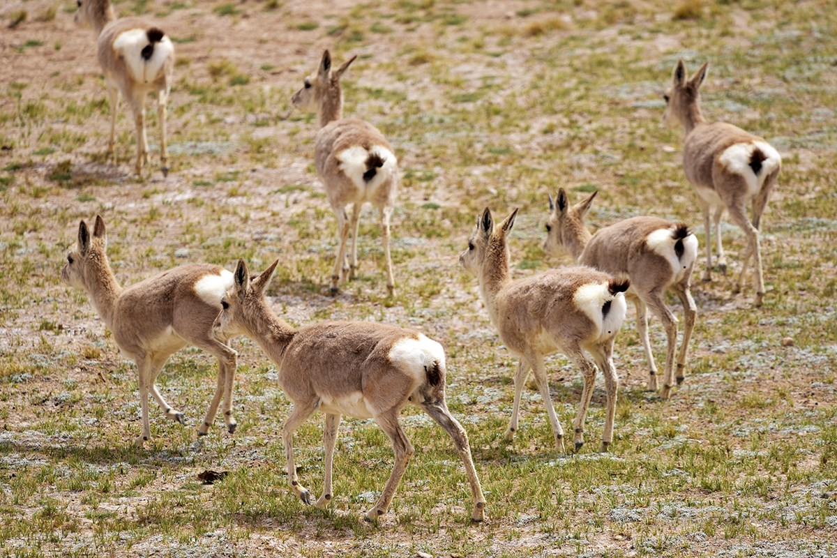 Qiangtang Nationales Naturschutzgebiet