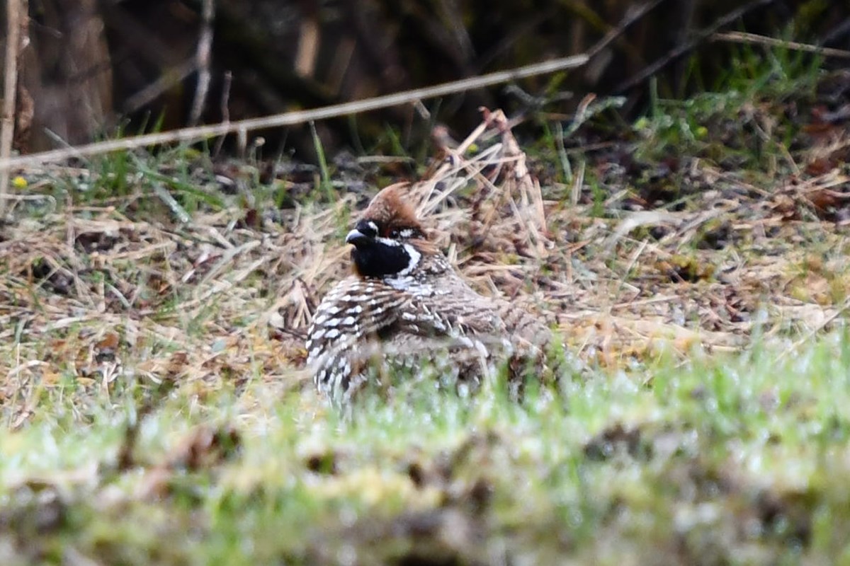 Chinese Grouse | Foto von Liu Bin