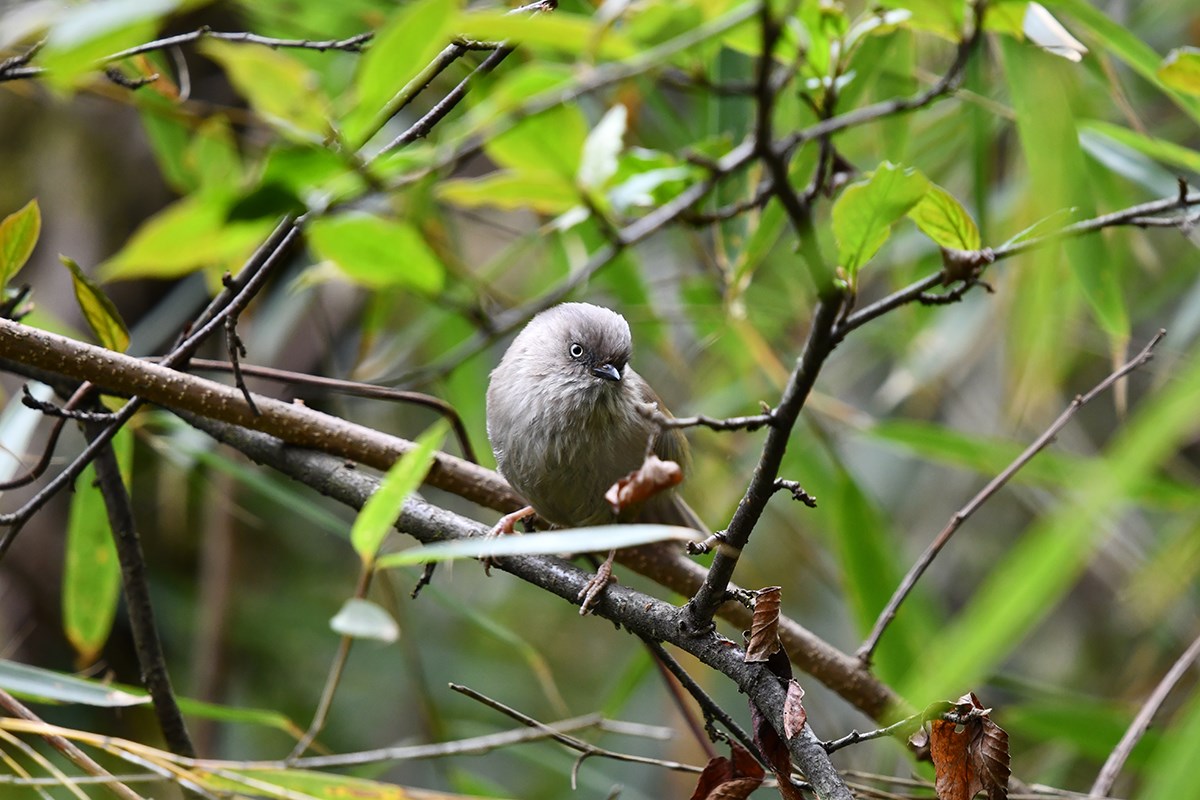 Grey Headed Bullfich | Foto von Liu Bin