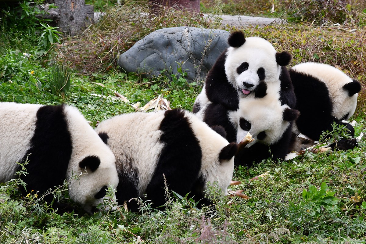  Foto von Liu Bin