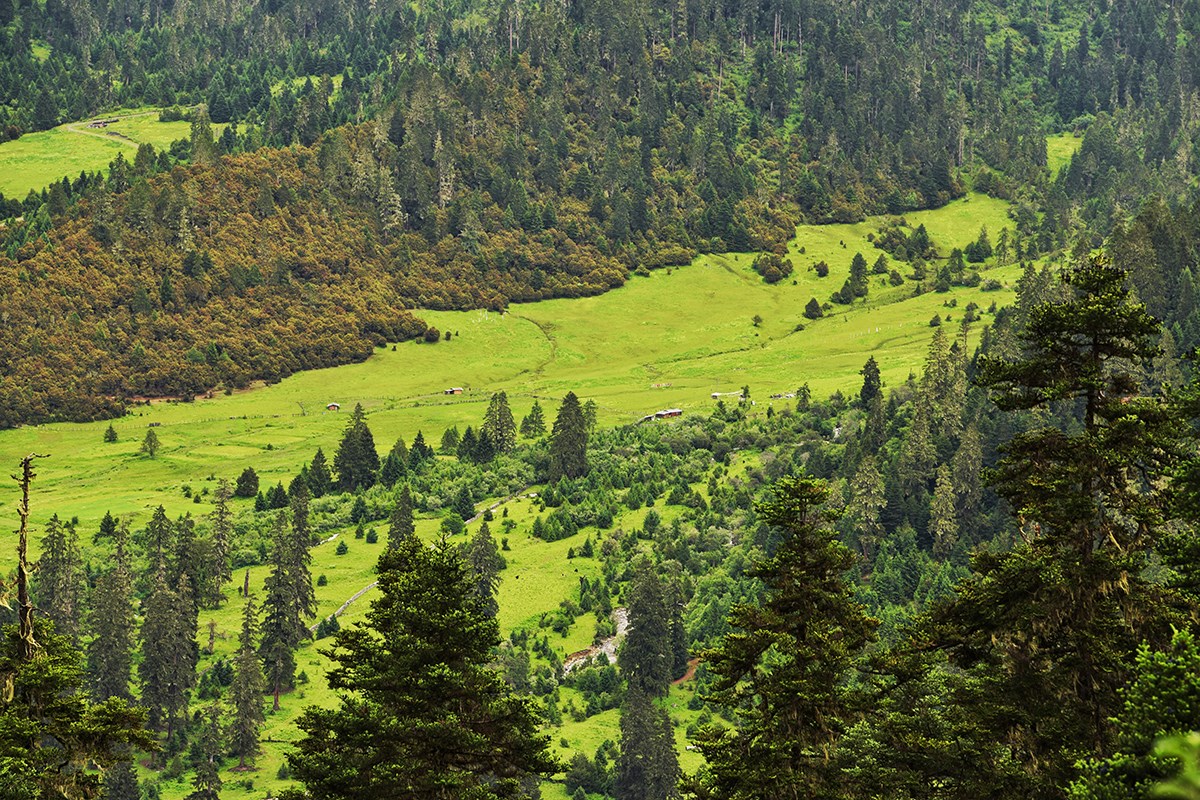 Lulang Forest | Foto von Liu Bin