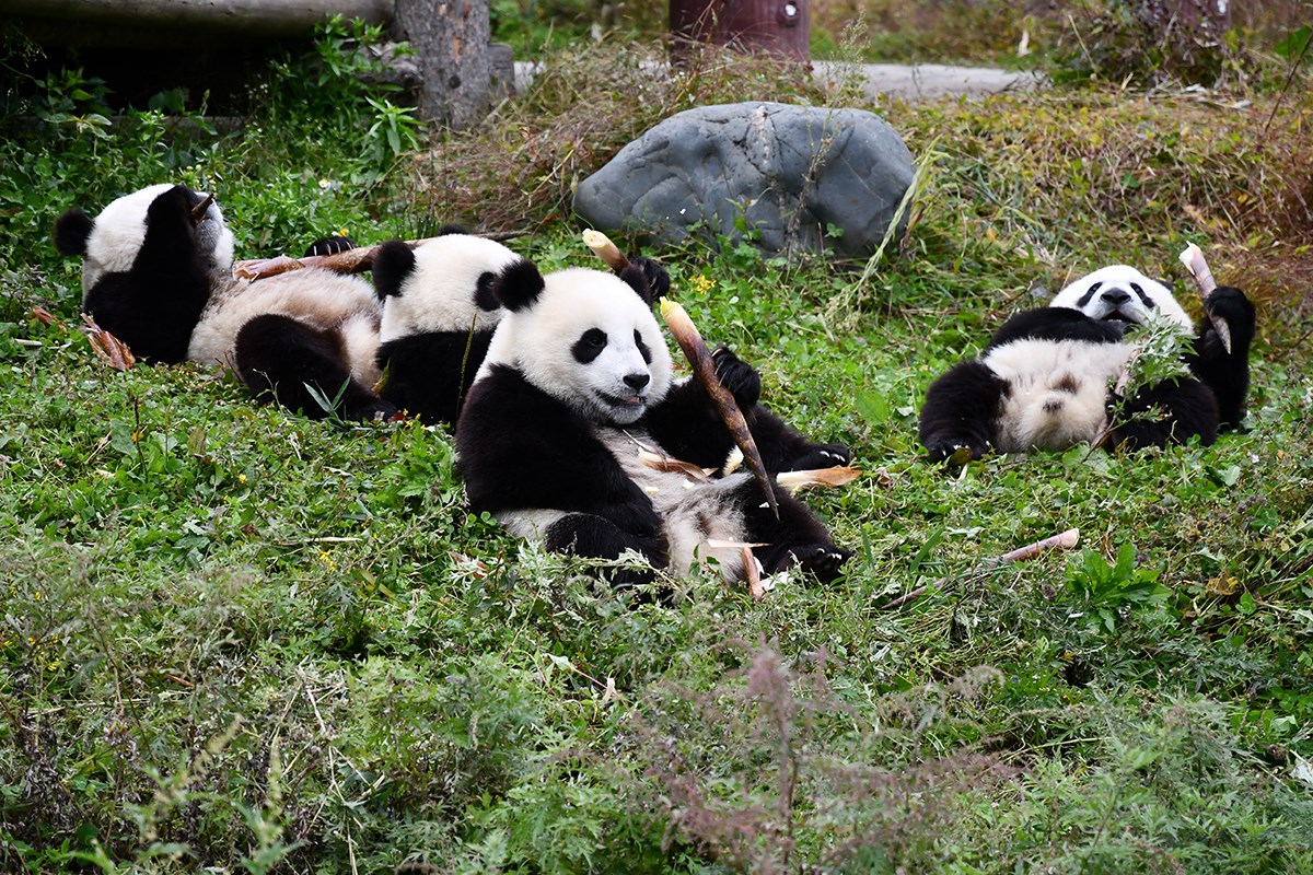 Panda in Wolong | Foto von  Liu Bin